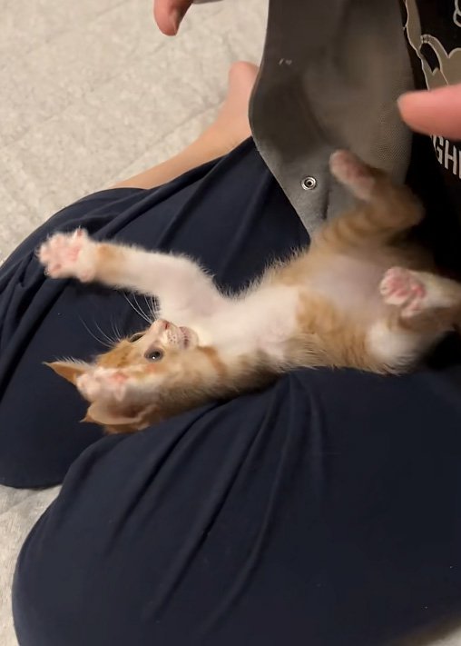 はしゃぐ猫