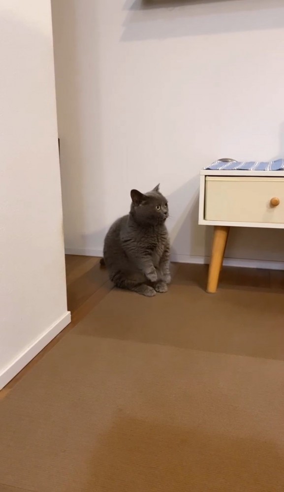 立って両手を浮かせる猫2