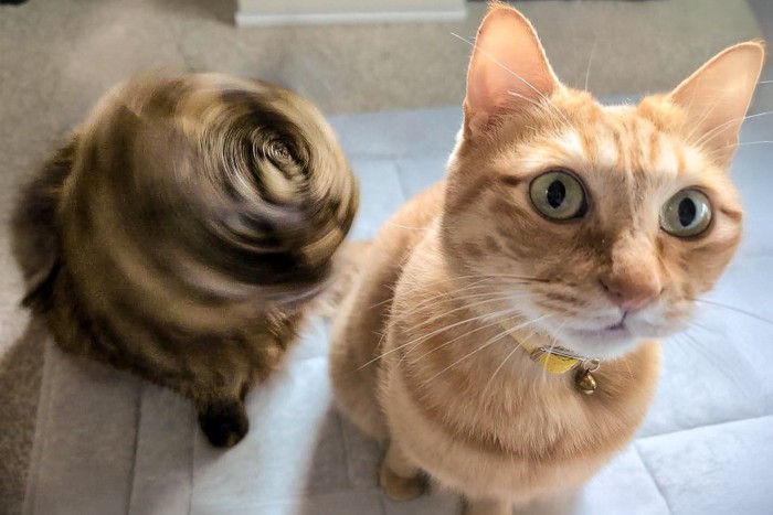 カメラ前に立つ2匹の猫