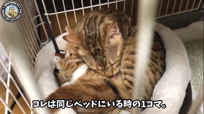 子猫を舐める猫