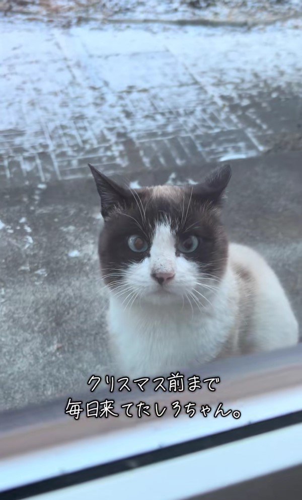 窓の外にいるしろちゃん