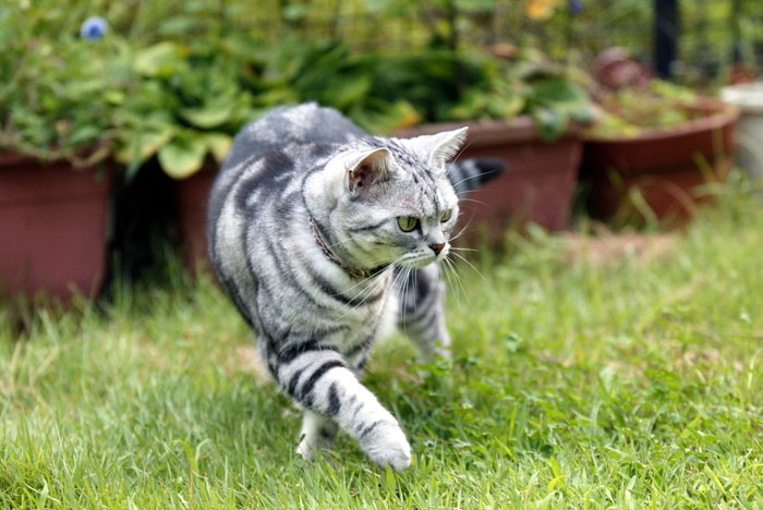 庭を歩く猫