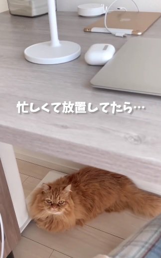 放置される猫