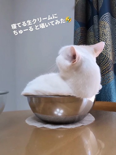 耳を後ろに向けている猫