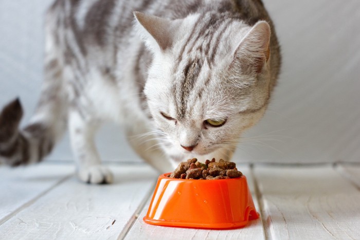 キャットフードを食べる猫