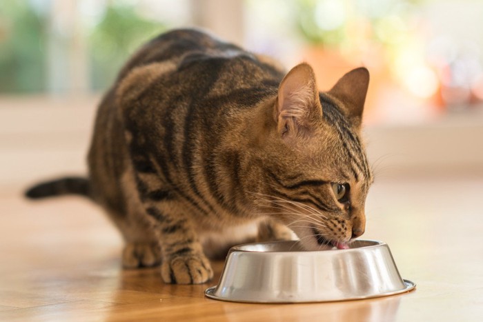 食事をする猫