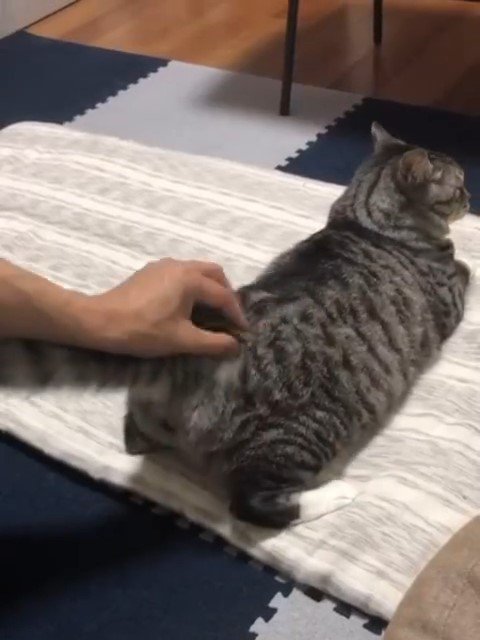 おしりがすこし高くなる猫