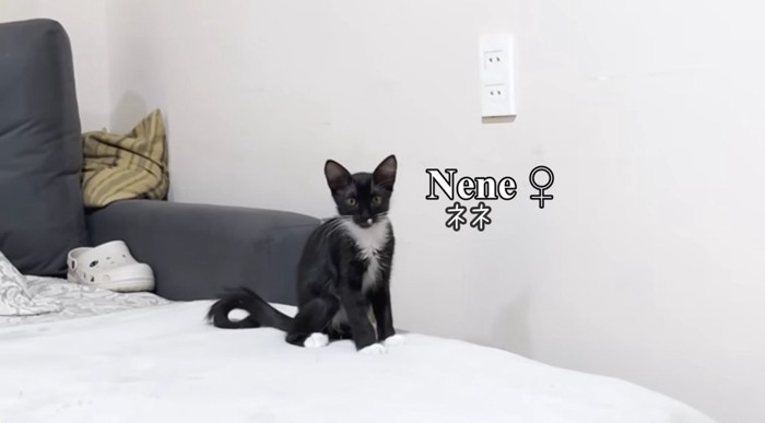 黒猫の子猫
