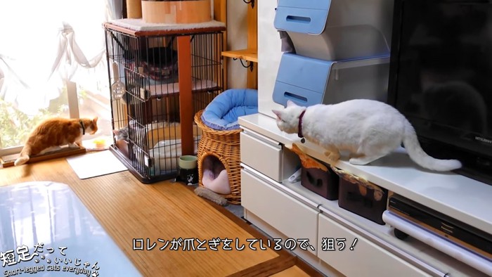 茶色の猫を見る白い猫