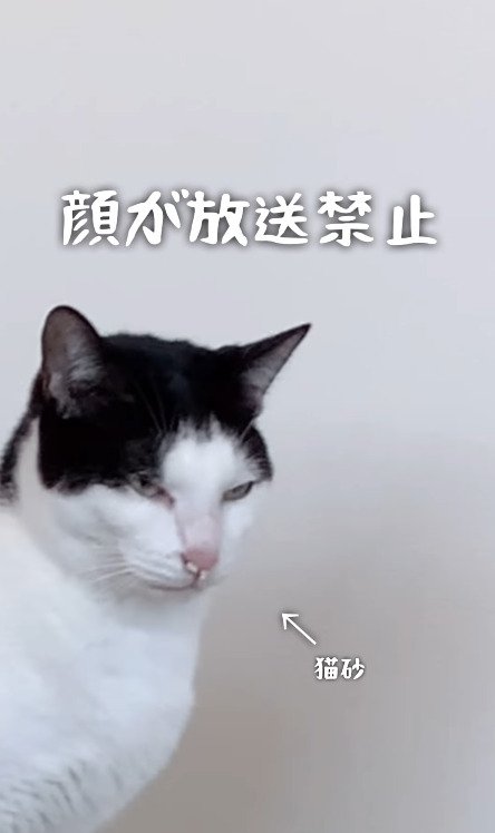 しかめっ面を浮かべる猫