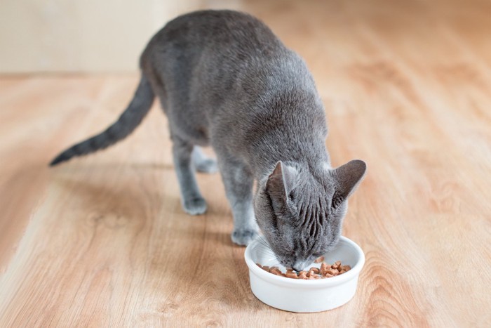 ご飯を食べている猫
