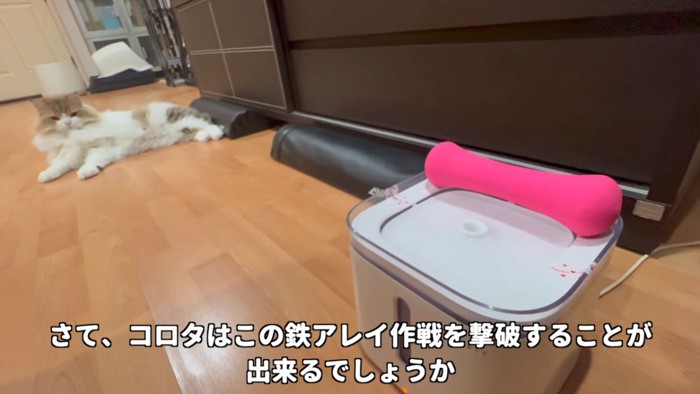 寝そべる猫と給水器