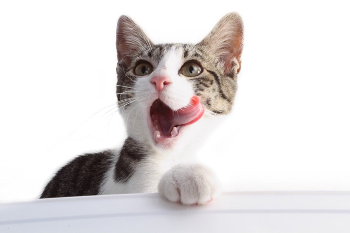 口を開けている猫