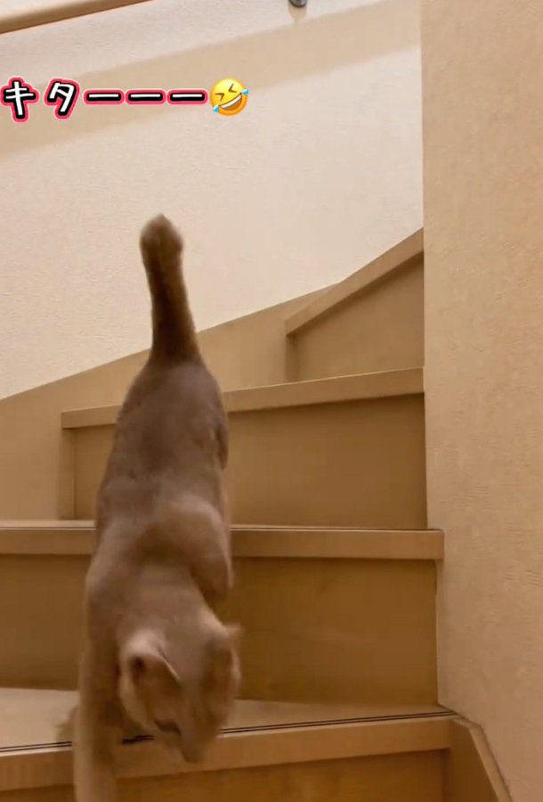鳴く猫
