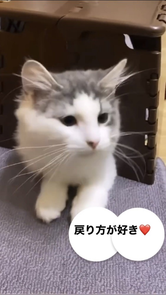 台から顔を出す猫