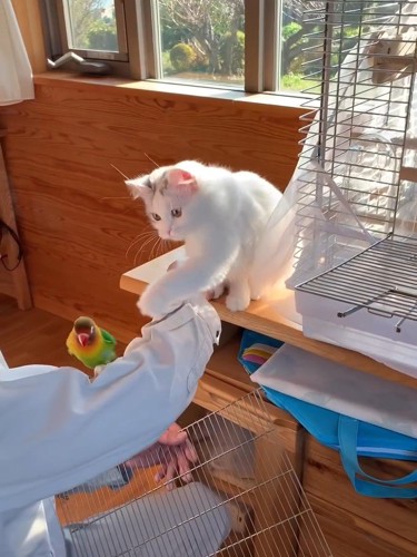 インコに前足を伸ばす猫