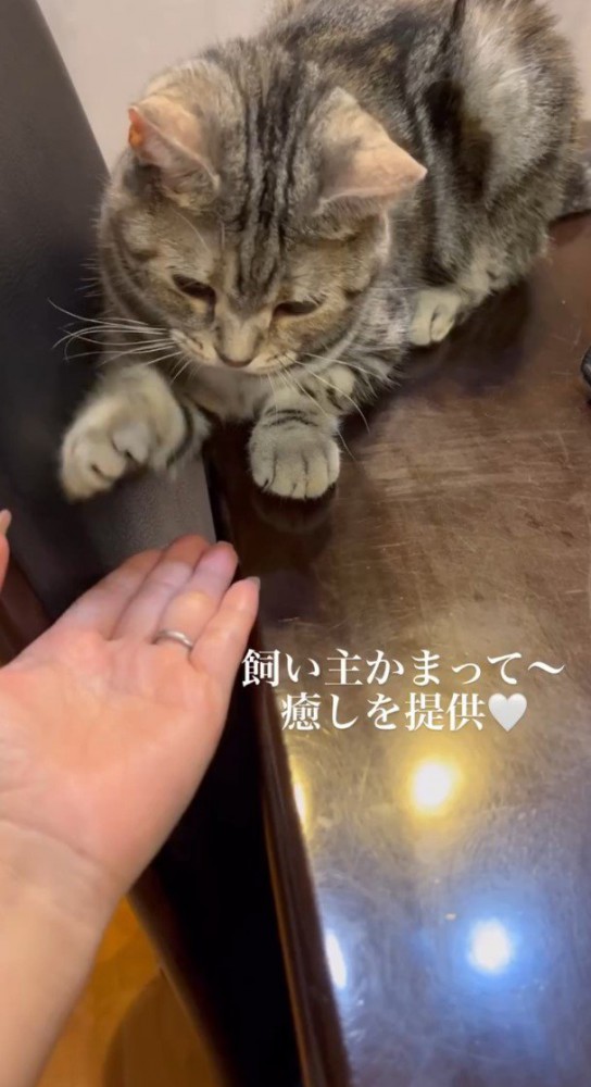 猫に手を差し出す女性