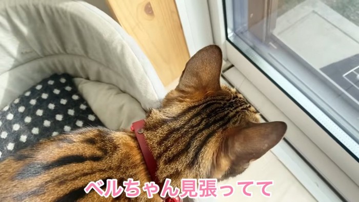 上から見た猫の頭