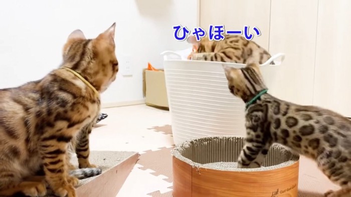 カゴの中の猫を見る猫たち