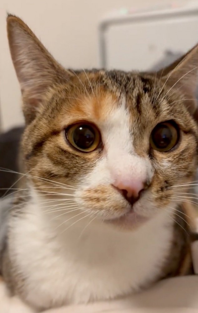 目がぱっちり開いている猫