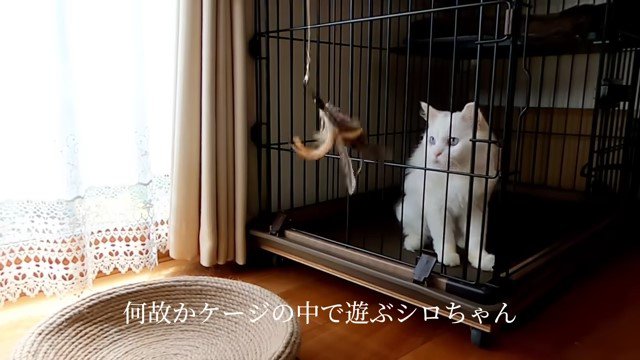 ケージの中の猫