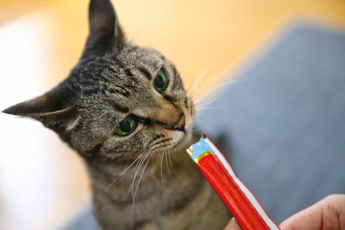 おやつを食べる猫