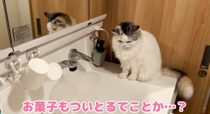 見つめる猫