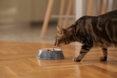 ご飯を食べる猫