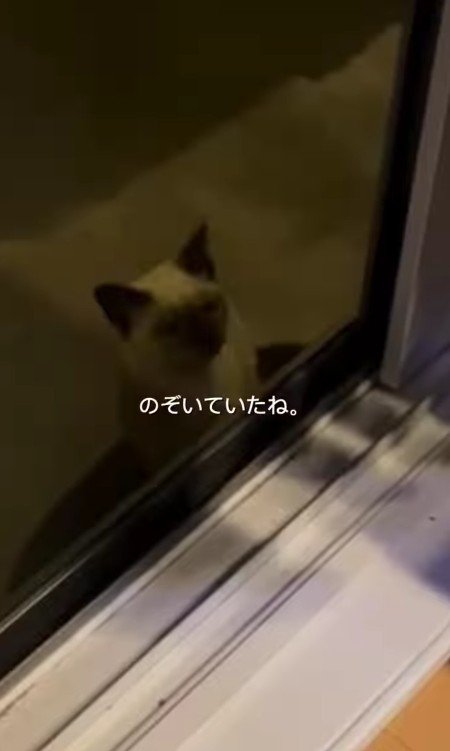 外から家を見ている猫