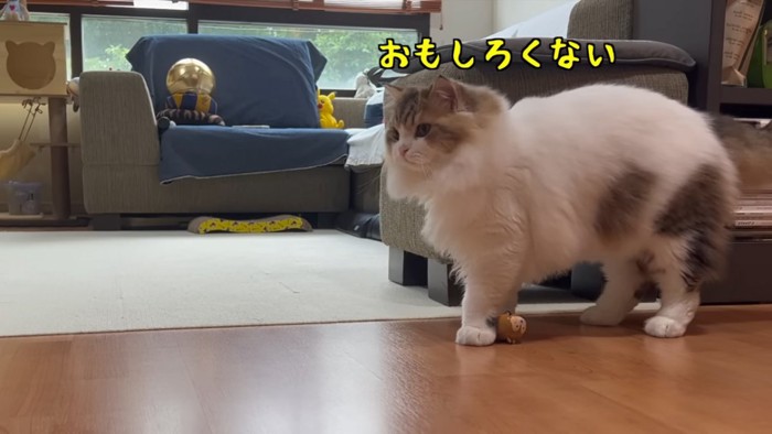 立っている猫