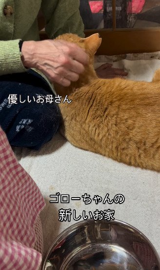 後ろを向いて座る猫