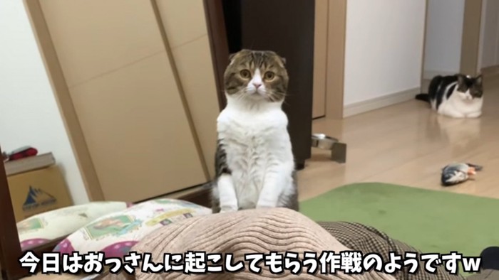 後ろ足で立つ猫