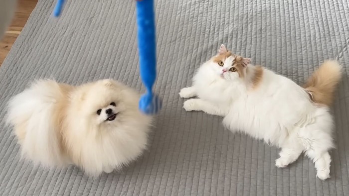 長毛猫と長毛犬