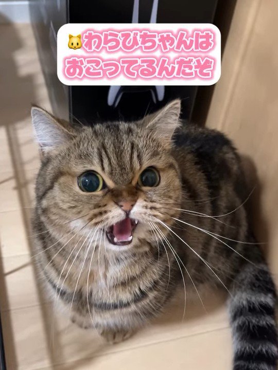 見上げて威嚇する猫