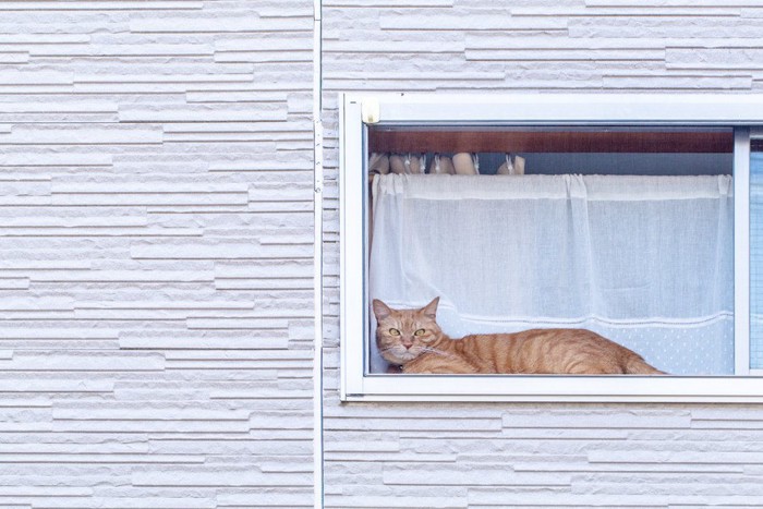 飼い主を待つ猫