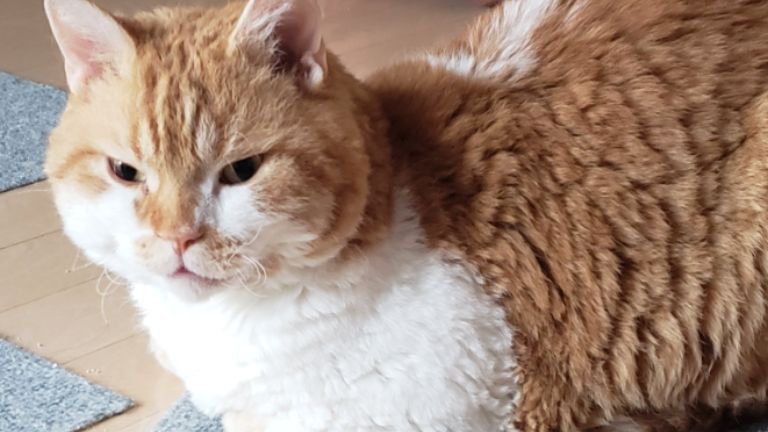 室内にいる猫