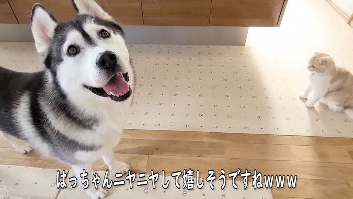 見上げる大型犬