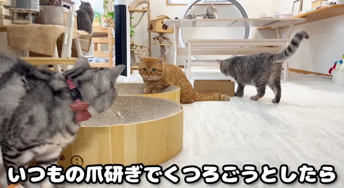 爪研ぎベッドの上の猫