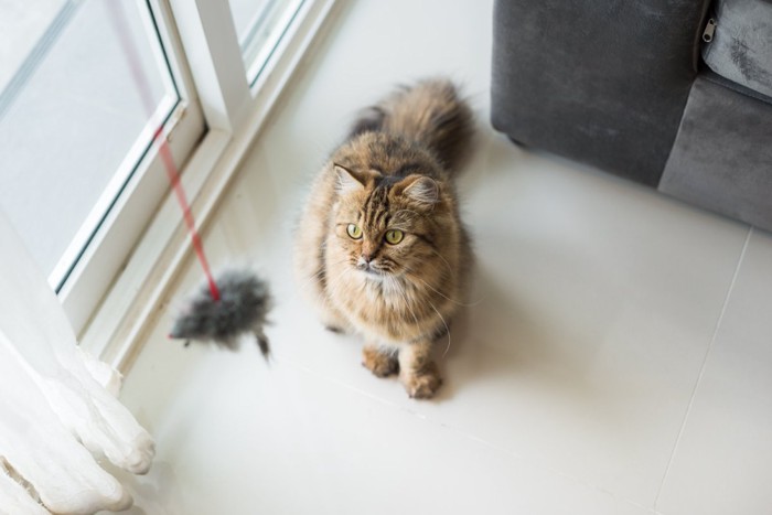 立ち上がっておもちゃに手を伸ばす子猫