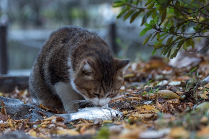 魚を咥えた猫