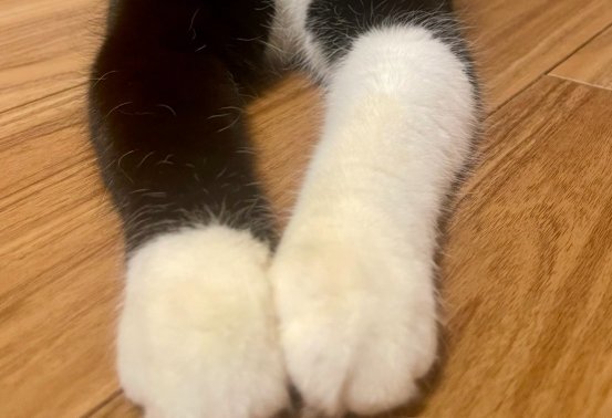 前足のアップ