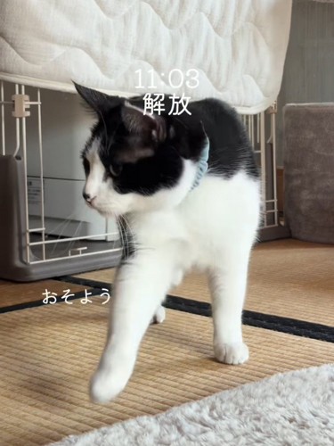 ケージの前にいる猫
