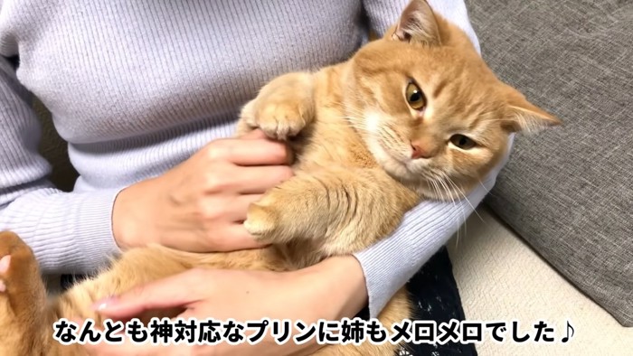 抱っこされる猫の顔