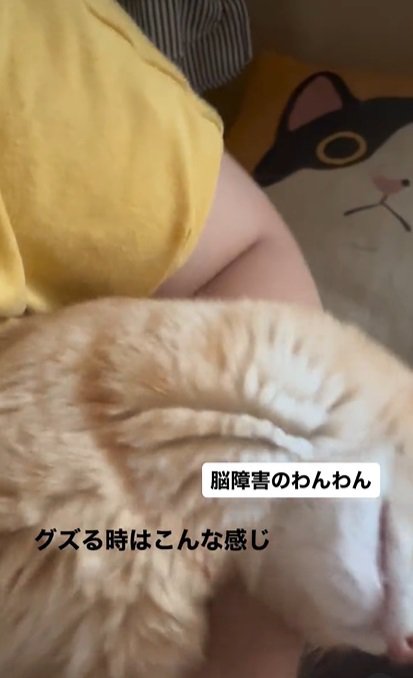 うつむく猫