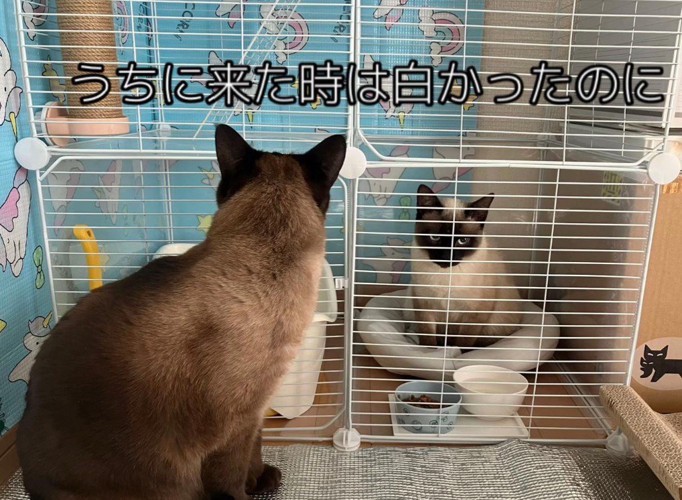 ケージの中のガロくんを見守るロンくん