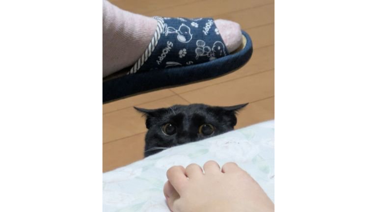 室内にいる猫
