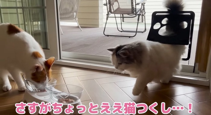 ドアを通る猫