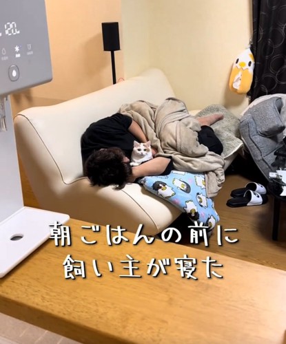 ソファでくつろぐ猫