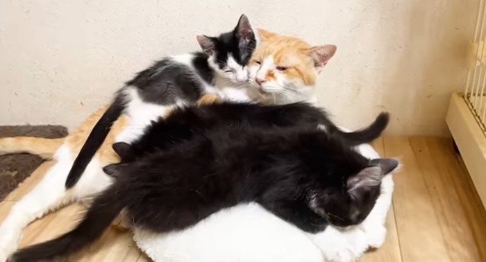 むぎくんの周りに集まる子猫たち