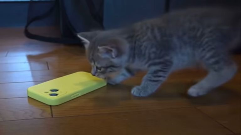 スマホに興味を示す子猫